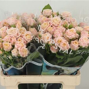 Ruža Avalanche Peach 50 cm