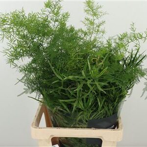 Asparagus Plumosus Mix 65 cm