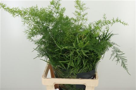 Asparagus Plumosus Mix 65 cm