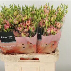 Biela Eustoma Botanic White s dlhou stonkou
