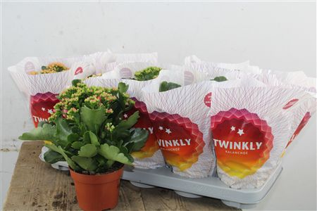 Pl Kalanchoe Double Mix Twinkly