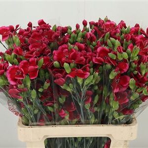 Di Tr Solomio Sem – čerstvý rezaný kvet, dĺžka: 60 cm, pôvod: NL
