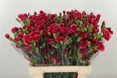 Di Tr Solomio Sem – čerstvý rezaný kvet, dĺžka: 60 cm, pôvod: NL