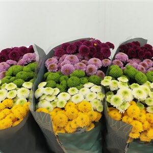 Chr San Mix Pompon – čerstvý rezaný kvet, dĺžka: 55 cm, pôvod: NL