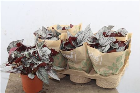 Pl Begonia Beleaf Arctic Breeze