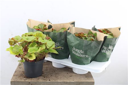 Pl Begonia Jungle Wonders Brown