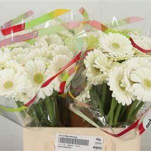 Biela gerbera Mi Aq Albino s dĺžkou 50 cm