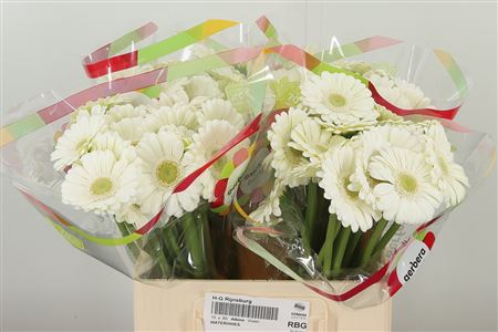 Biela gerbera Mi Aq Albino s dĺžkou 50 cm