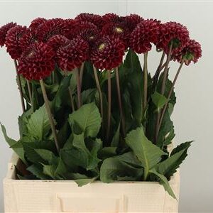 Dahlia Pp Bronze Cornel – čerstvý rezaný kvet s bronzovou farbou, dĺžka 50 cm