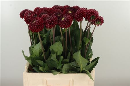 Dahlia Pp Bronze Cornel – čerstvý rezaný kvet s bronzovou farbou, dĺžka 50 cm