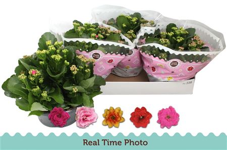 Pl Kalanchoe Carnaval Bowls