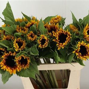 Slnečnica Helianthus Ziggy – čerstvý rezaný kvet, dĺžka: 80 cm, pôvod: NL