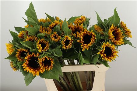 Slnečnica Helianthus Ziggy – čerstvý rezaný kvet, dĺžka: 80 cm, pôvod: NL