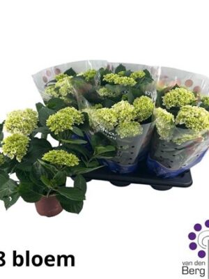 Pl Hydrangea Hi White Sun 7+