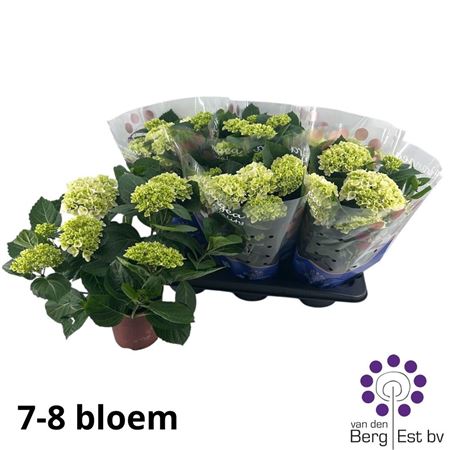 Pl Hydrangea Hi White Sun 7+