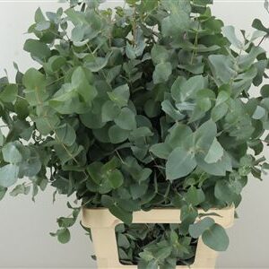 Eucalyptus Cinerea 50 cm