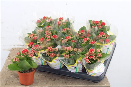 Pl Kalanchoe Double Red