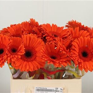 Gerbera Capella Aqua