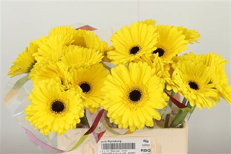 Gerbera Don Leo sýtej farby na stonke