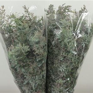 Dec Acacia Baileyana – čerstvý rezaný kvet, dĺžka: 55 cm, pôvod: IT