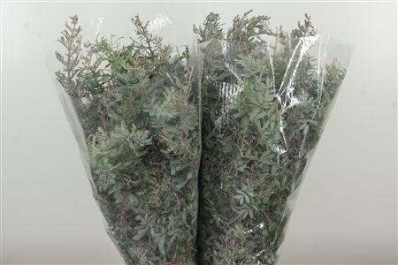 Dec Acacia Baileyana – čerstvý rezaný kvet, dĺžka: 55 cm, pôvod: IT
