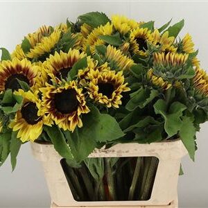 Slnečnica Helianthus Marley s výrazným žltým kvetom a tmavým stredom na zelenej stonke.