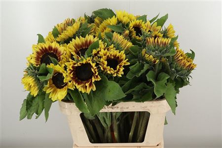 Slnečnica Helianthus Marley s výrazným žltým kvetom a tmavým stredom na zelenej stonke.