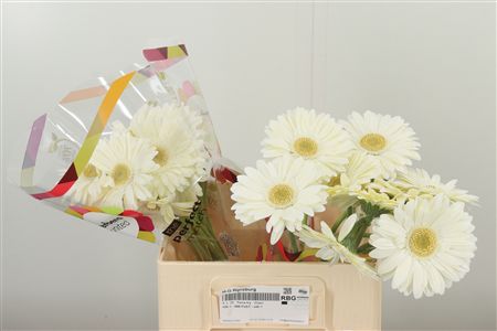 Gerbera Ter Icy Aqua 50 cm