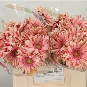 Gerbera Pasta Rosata s jemne ružovými okvetnými lístkami
