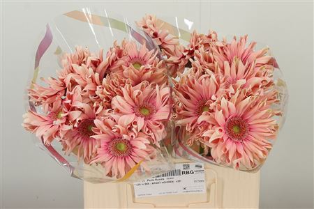 Gerbera Pasta Rosata s jemne ružovými okvetnými lístkami