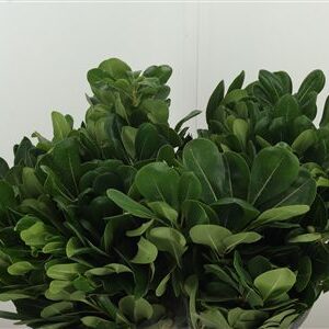 Pittosporum Green 50 cm