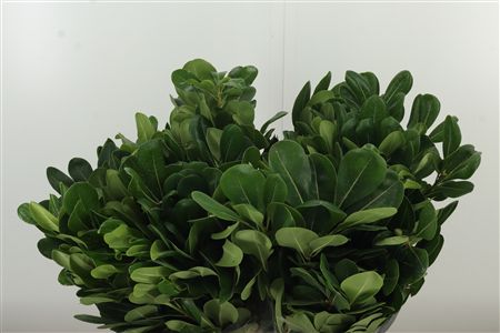 Pittosporum Green 50 cm