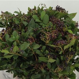 Viburnum Bes – čerstvý rezaný kvet, dĺžka: 50 cm