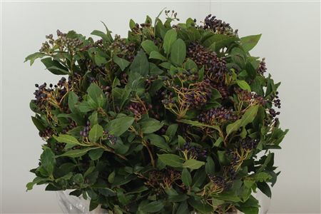 Viburnum Bes – čerstvý rezaný kvet, dĺžka: 50 cm