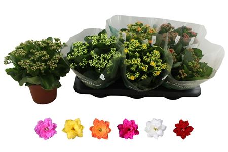 Pl Kalanchoe Double Mix