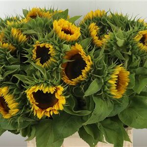 Bio Helianthus Sunrich Orange – čerstvý rezaný kvet, dĺžka: 70 cm, pôvod: NL