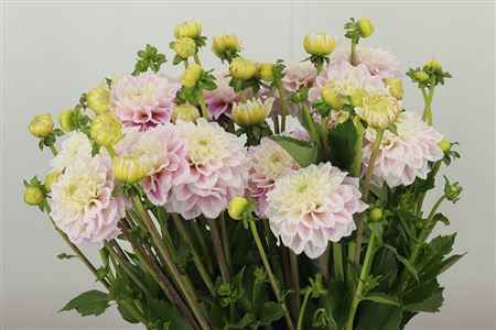 Svetloružová pivonka Princezná Kate, rezaný kvet s dĺžkou 55 cm