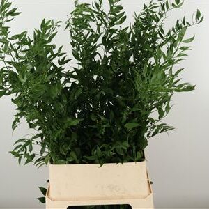 Ruscus Aculeatus 70 cm
