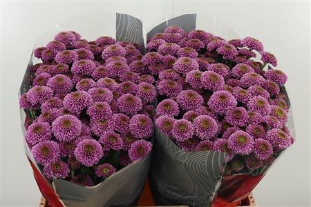 Chryzantéma San Doria 55 cm