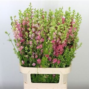 Ružový Delphinium Rids Pink rezaný kvet