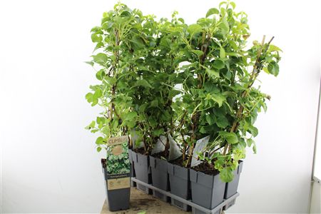 Pl Hydrangea Petiolaris