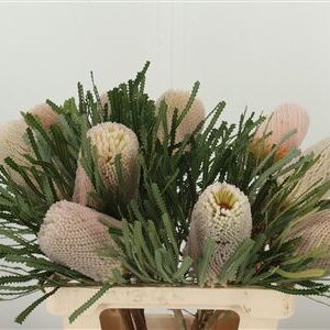 Banksia Hookeriana rezaný kvet