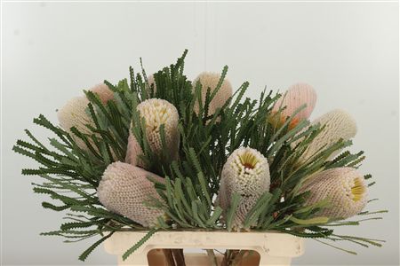 Banksia Hookeriana rezaný kvet