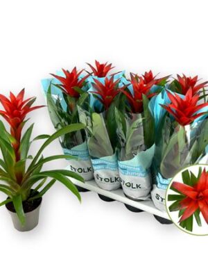 Pl Guzmania 'amoretto'