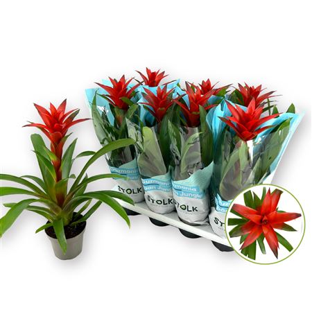 Pl Guzmania 'amoretto'