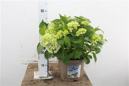 Pl Hydrangea Blue 7+