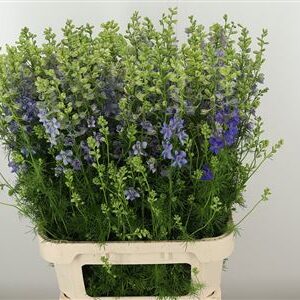 Delph (rids) Violet Lilac – čerstvý rezaný kvet, dĺžka: 100 cm, pôvod: NL
