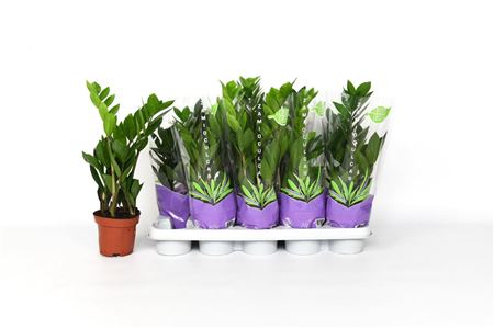 Pl Zamioculcas Zamiifolia 4+