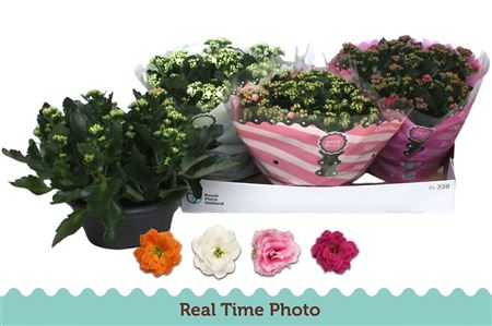 Pl Kalanchoe Double Mix