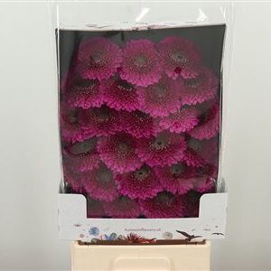 Gerbera Pomponi Japio s pomponovitým kvetom